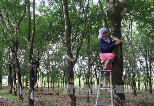 Giá cao su sàn Tocom, giá cao su Thái Lan, giá cao su Thượng Hải, Ngày 03/05/2017